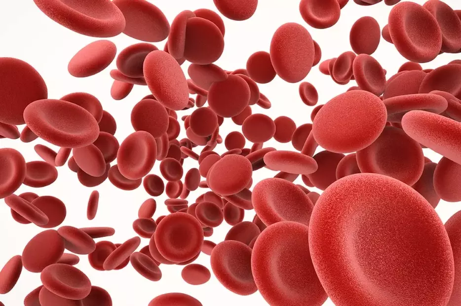 iron rich foods for women iron rich foods for women