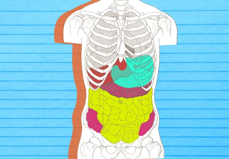 women's digestive health women's digestive health