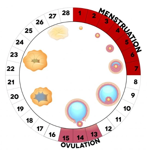 menstrual cycle symptoms