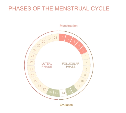 menstrual cycle phases