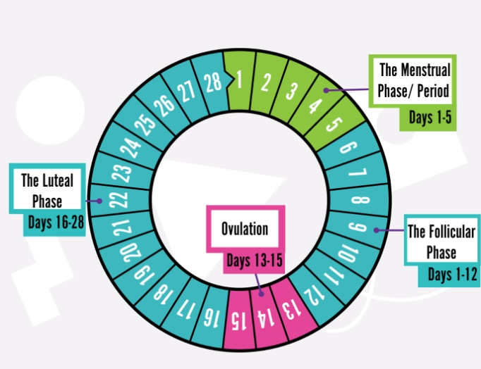 menstrual cycle symptoms