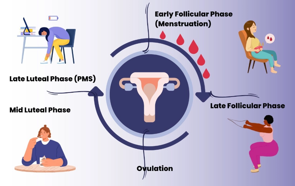 Menstrual cycle phases and symptoms