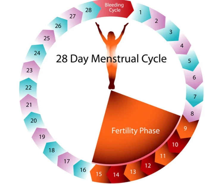 menstrual symptoms