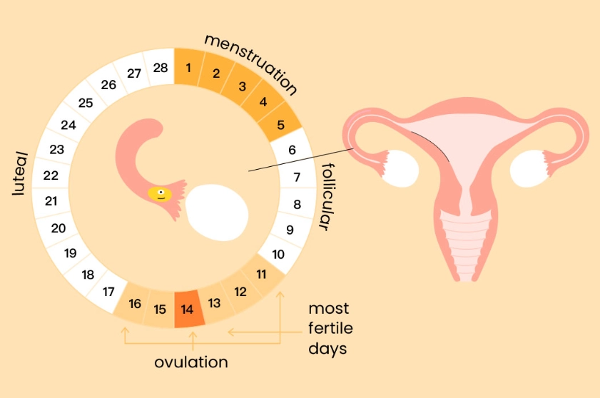 hormone cycle tracking