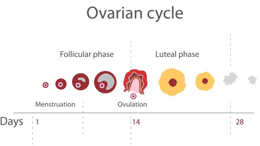 menstrual cycle phases menstrual cycle phases
