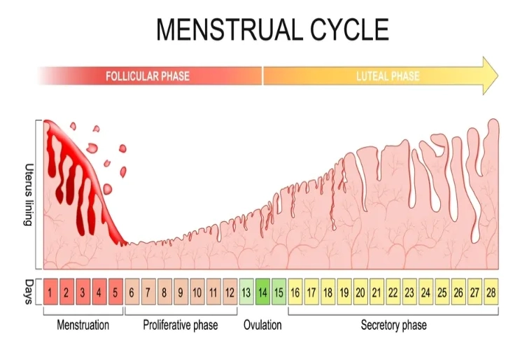 menstrual cycle