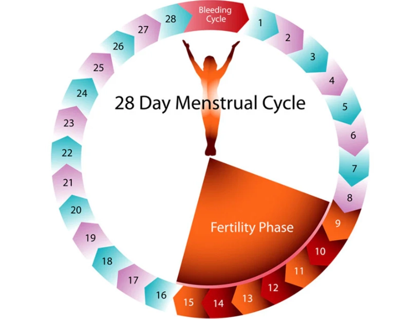 4 phases of menstrual cycle