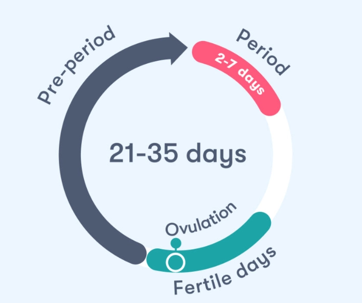 calculate menstrual cycle calculate menstrual cycle