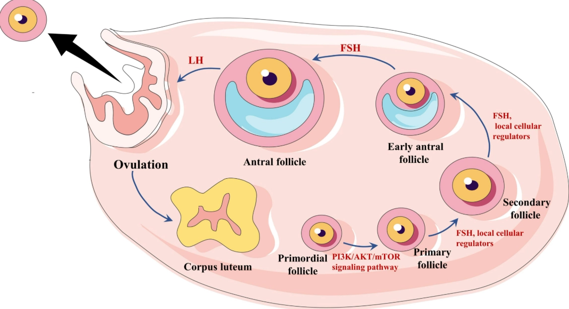 PCOS treatment PCOS treatment