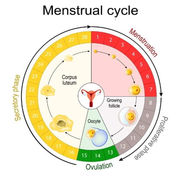How do I count my period cycle?