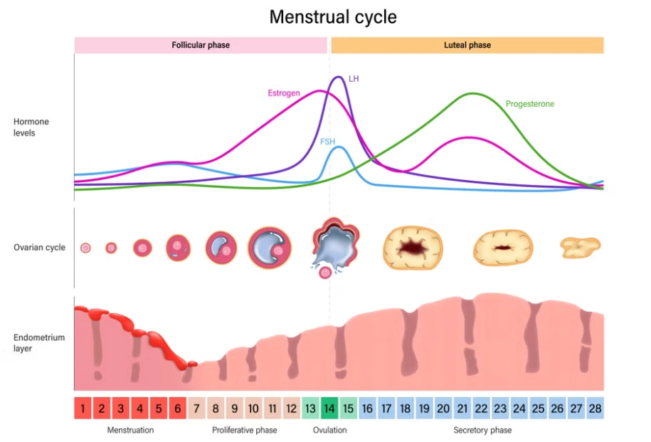 menstrual cycle phases menstrual cycle phases