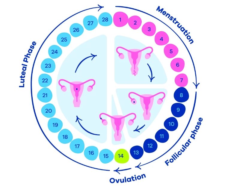 how to track menstrual cycle how to track menstrual cycle