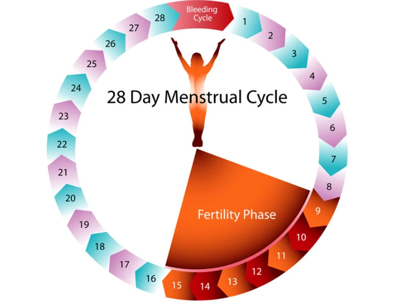 calculate menstrual cycle calculate menstrual cycle