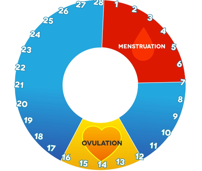 period symptoms by phase period symptoms by phase
