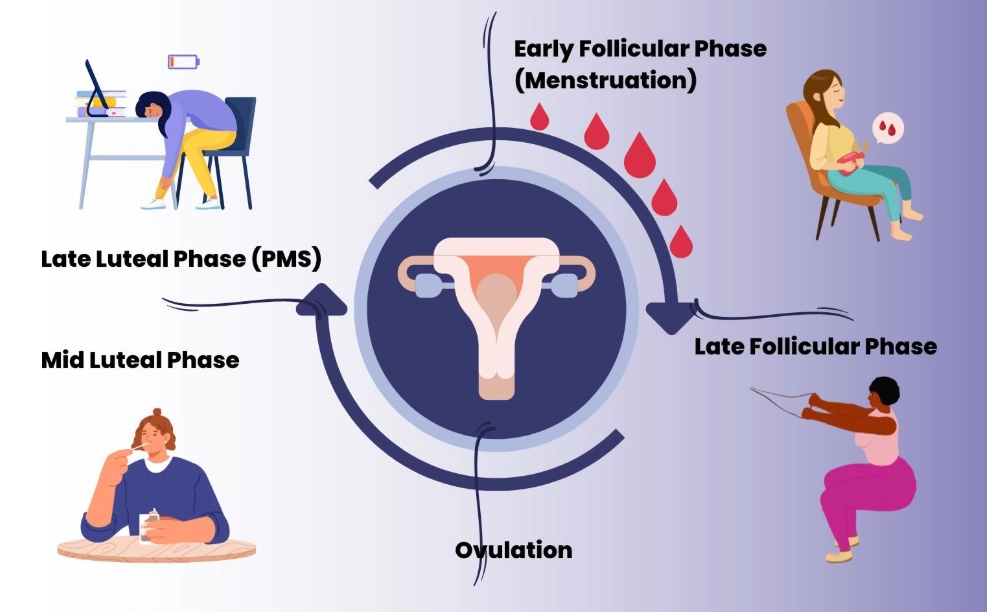menstrual cycle phases