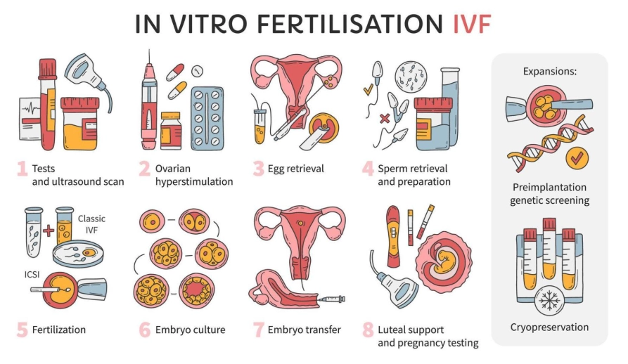 IVF success rates IVF success rates